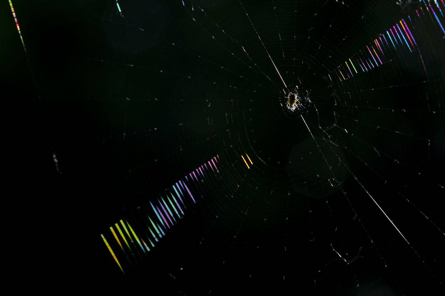 природа, свет, контровой свет, паутина, паук, Александр Кожухов
