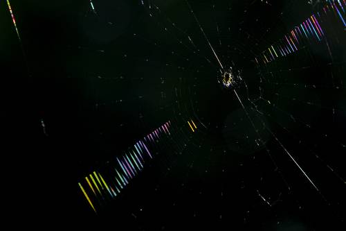 Паутина в контровом свете