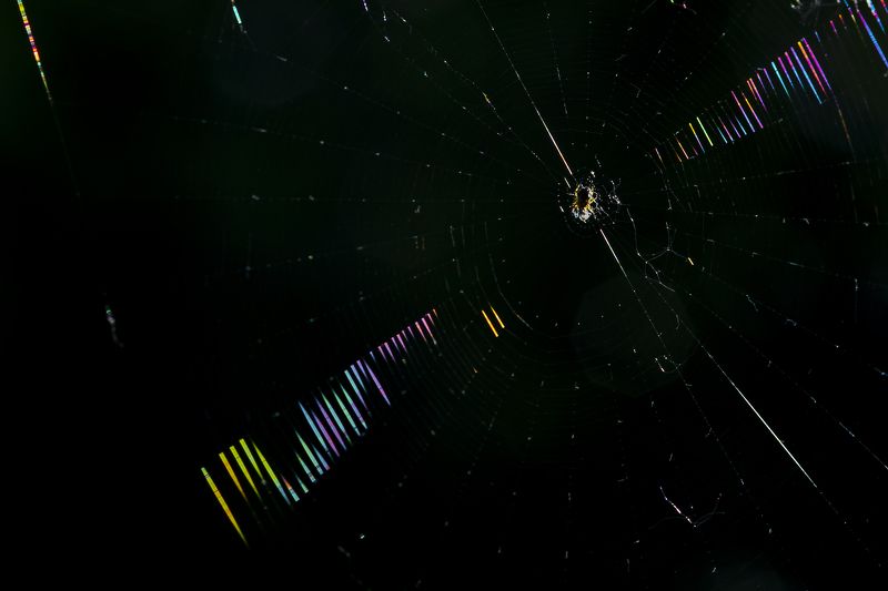природа, свет, контровой свет, паутина, паук Паутина в контровом свете фото превью