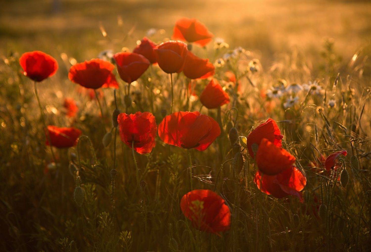 , Franti&scaron;ek Uhler