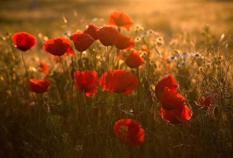 When it blooms in Moravia (That\'s worth it) фото превью