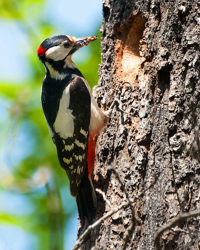 дятел пёстрый дятел птицы пернатые орнетология природа кормление птенца Пёстрый дятел. Кормление птенца. фото превью