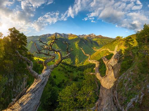 Сосны Архыза