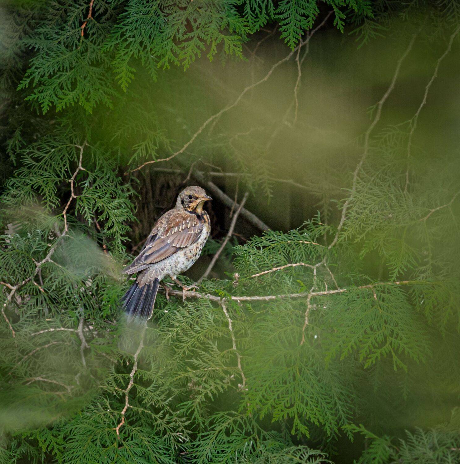 , Курлянцев Алексей