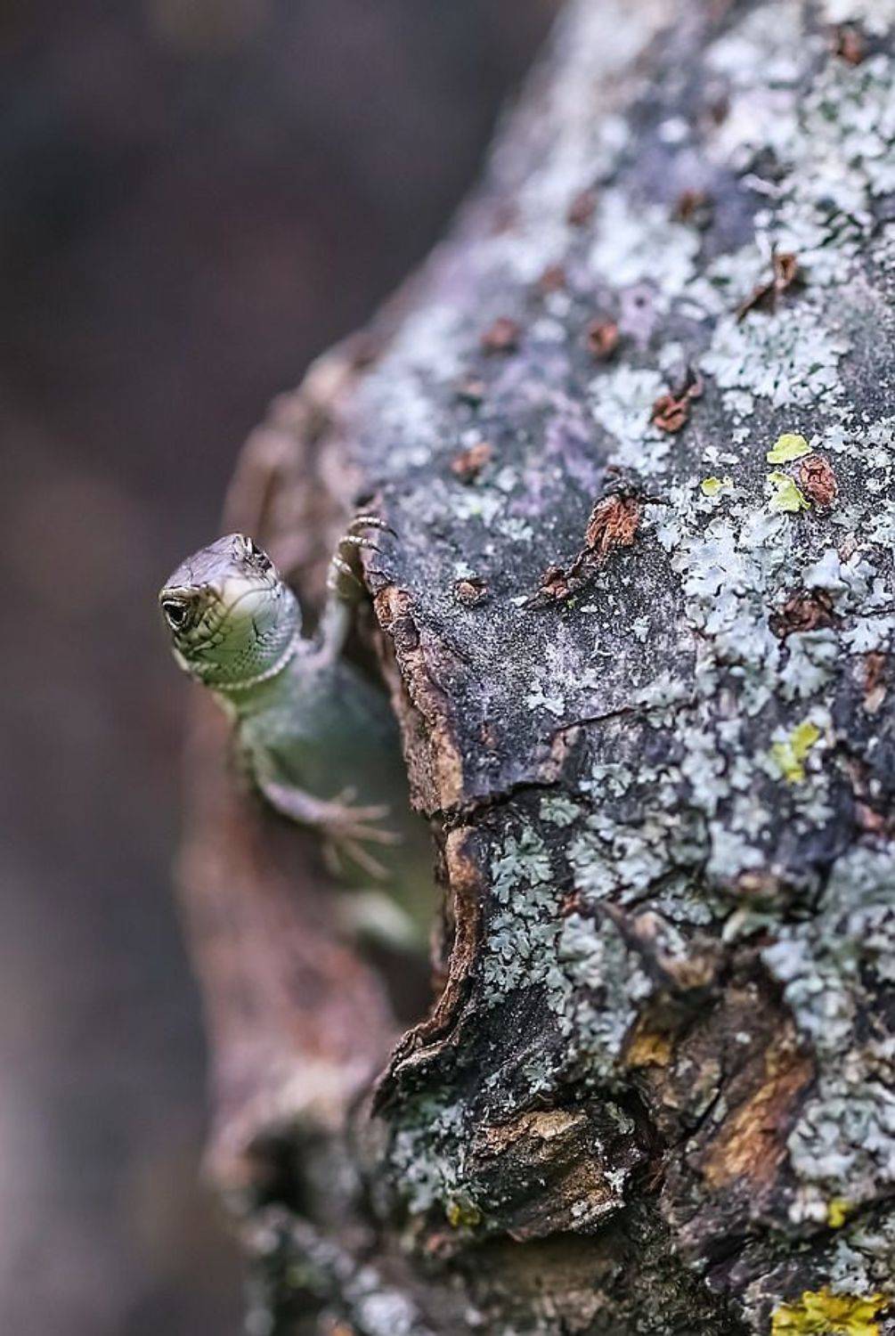, Вячеслав Мищенко