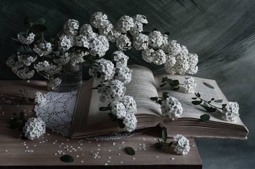 Еще про спирею и книгу