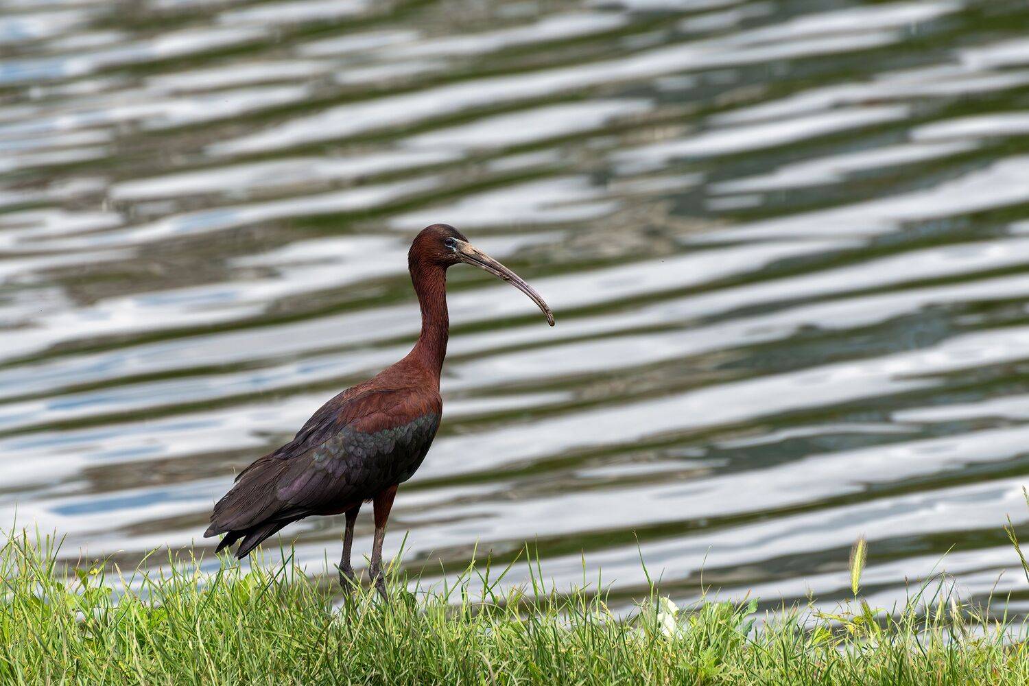 каравайка, Алексей Рыльский