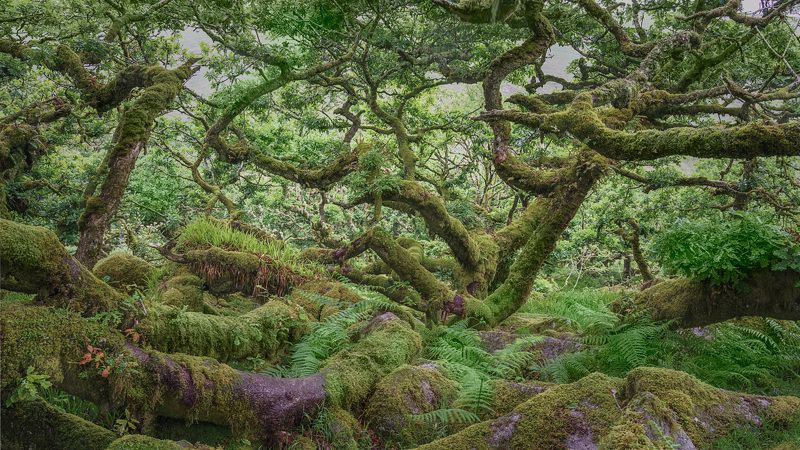 Cornwall oak trees фото превью