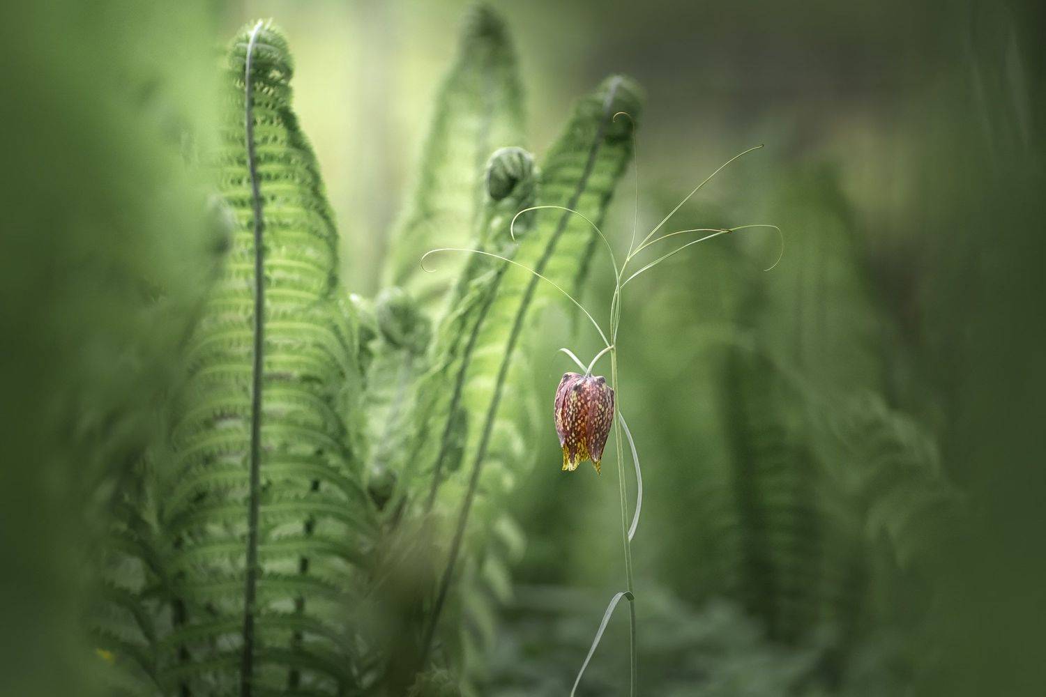 , Шинкарева Елена