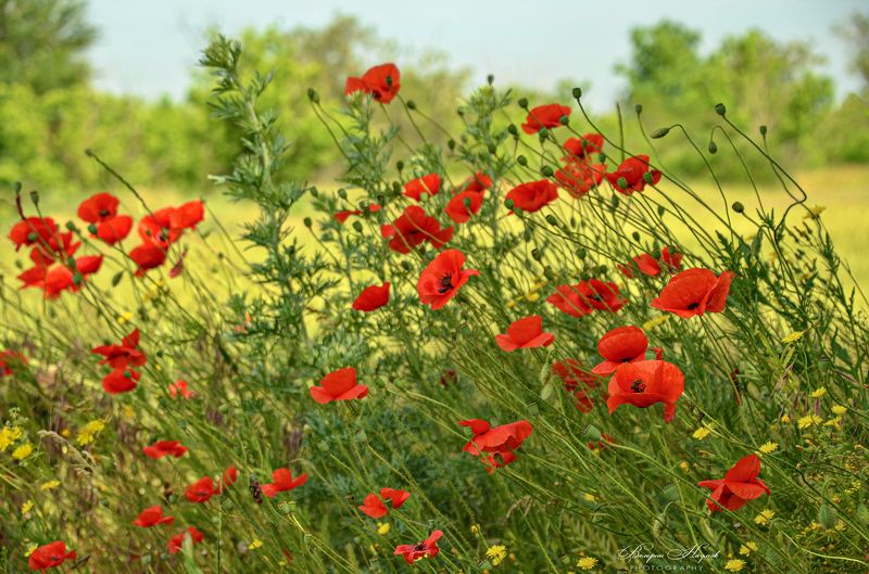июнь, маки, поле Время маков фото превью
