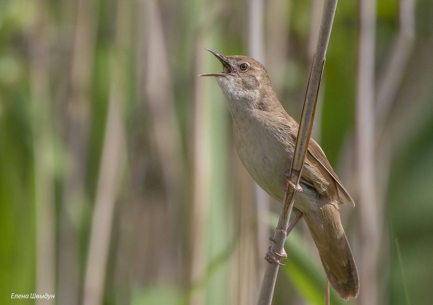 bird of prey, animal, birds, bird,  animal wildlife,  nature,  animals in the wild, savi\'s warbler, соловьиный сверчок, Елена Швыдун