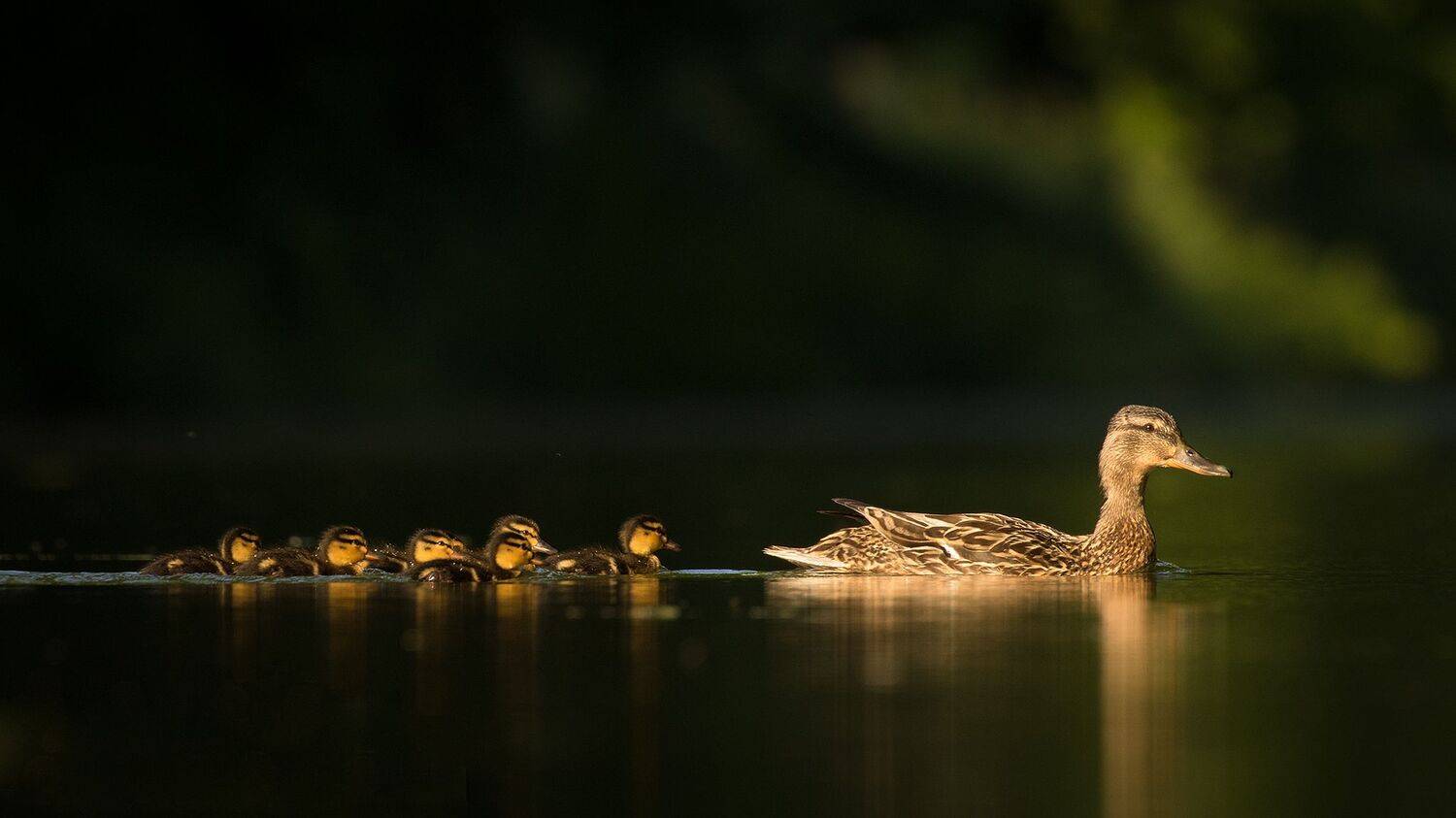 , Robert Adamec