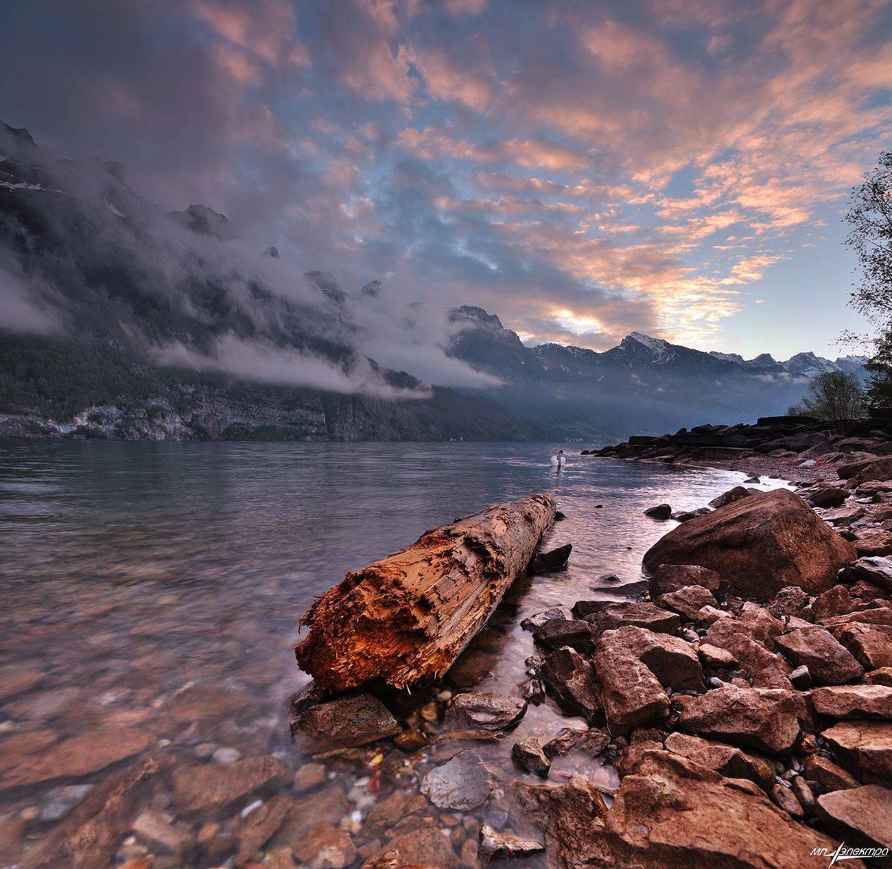 swiss, Матвеев Николай