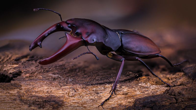 Macrocrates australis фото превью