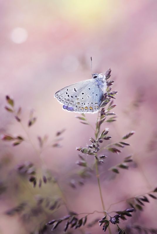 Polyommatus icarus фото превью