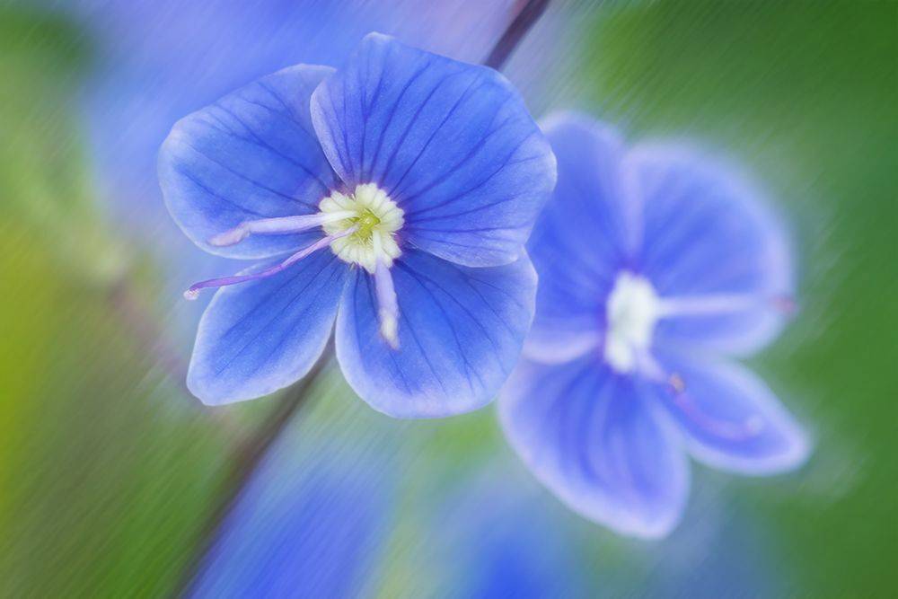 blooms,цветение, цветок, вероника, veronica, veronicachamaedrys, flower, макро,macro, Марина Хилько