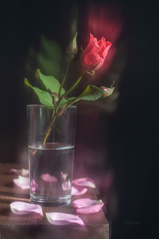 роза, блюр, софт эффект Никакой магии from Photoshop... фото превью