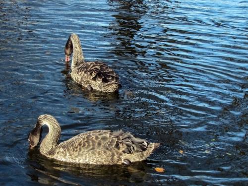 BLACK swans in the blue pond water - a bird, animals in the wild