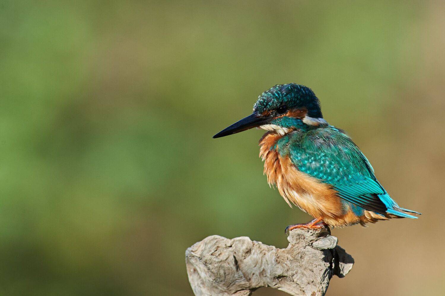 nature, wildlife, birds, Калин Ботев