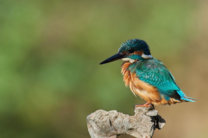 nature, wildlife, birds *** фото превью