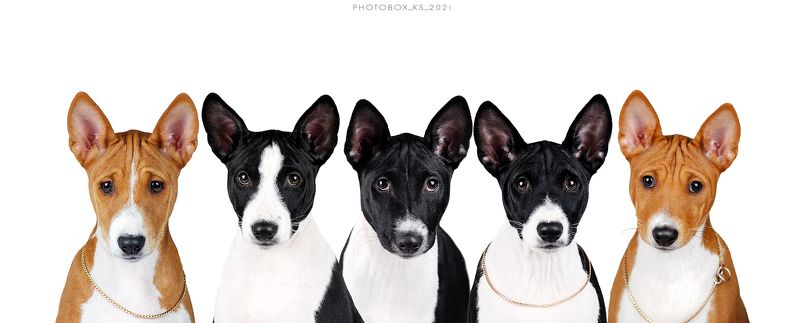 собака, анималистика, студия, портрет Басенджи фото превью