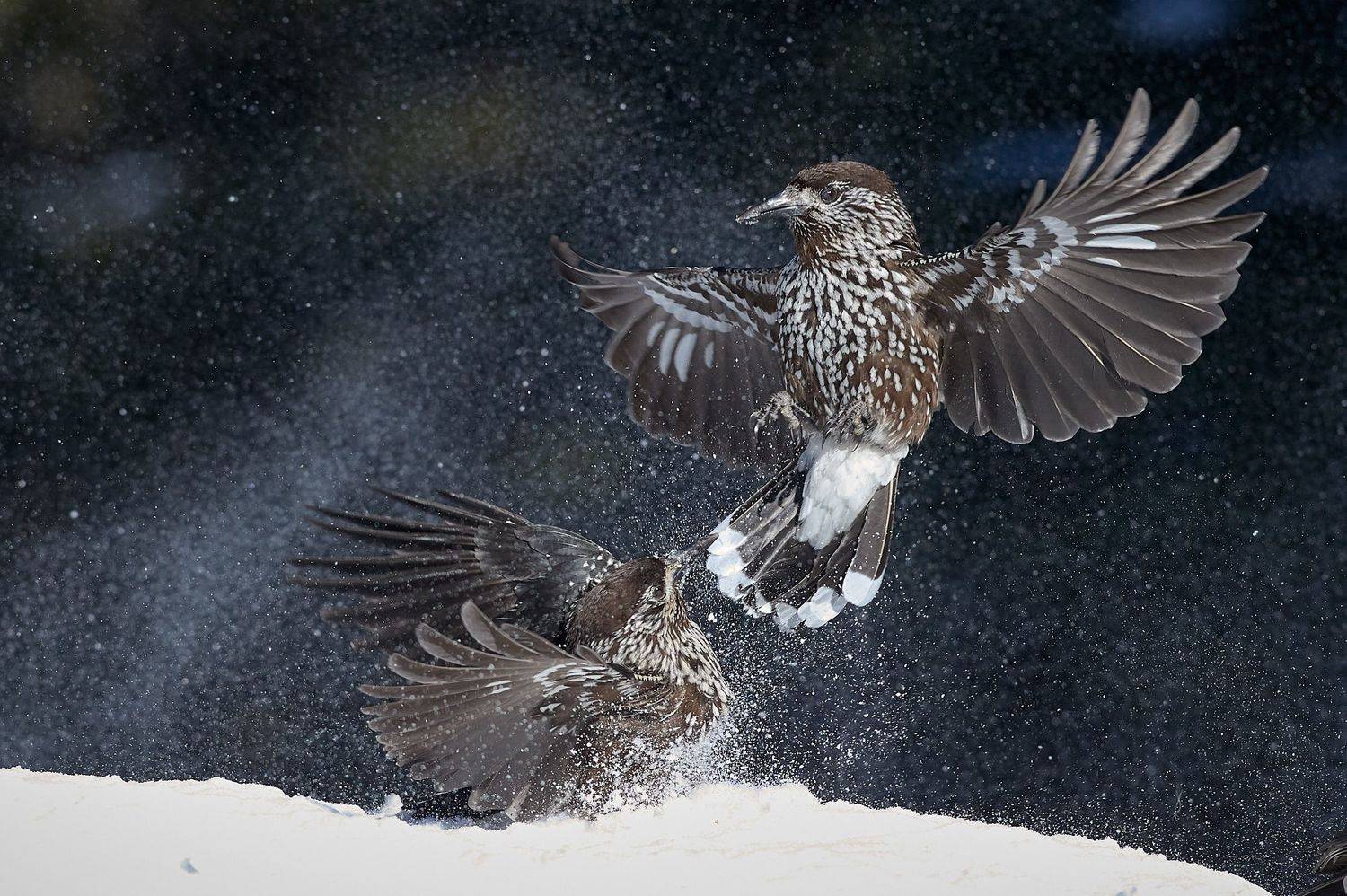 nature, wildlife, birds, Калин Ботев