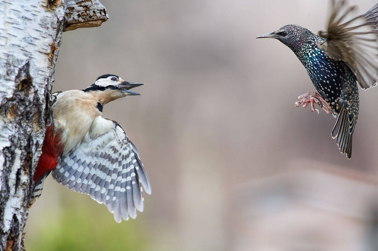 nature, wildlife, birds, Калин Ботев