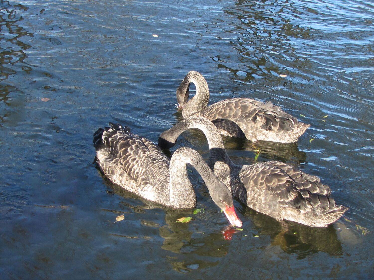aquatic animal themes,wildlife,animal swimming,wavy,no people,nature water,birds high,outdoor view,duck,Nature,Water,Animal Wildlife,Bird,Animals In The Wild,Outdoors,Lake,Photography,Swan,Swimming,Animal,Water Birds,Day,Reflection, DZINTRA REGINA JANSONE