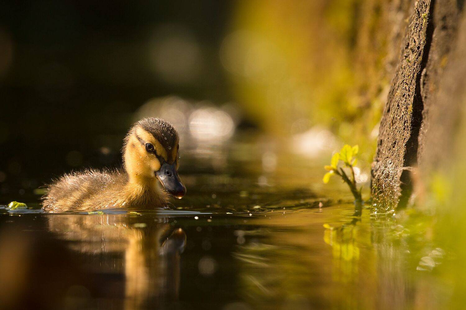 , Robert Adamec