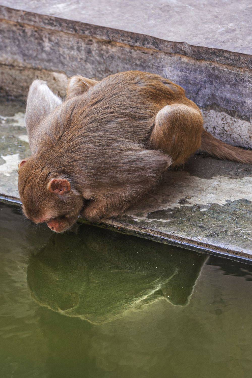 индия, храм, обезьяны, Владимир Штыриков