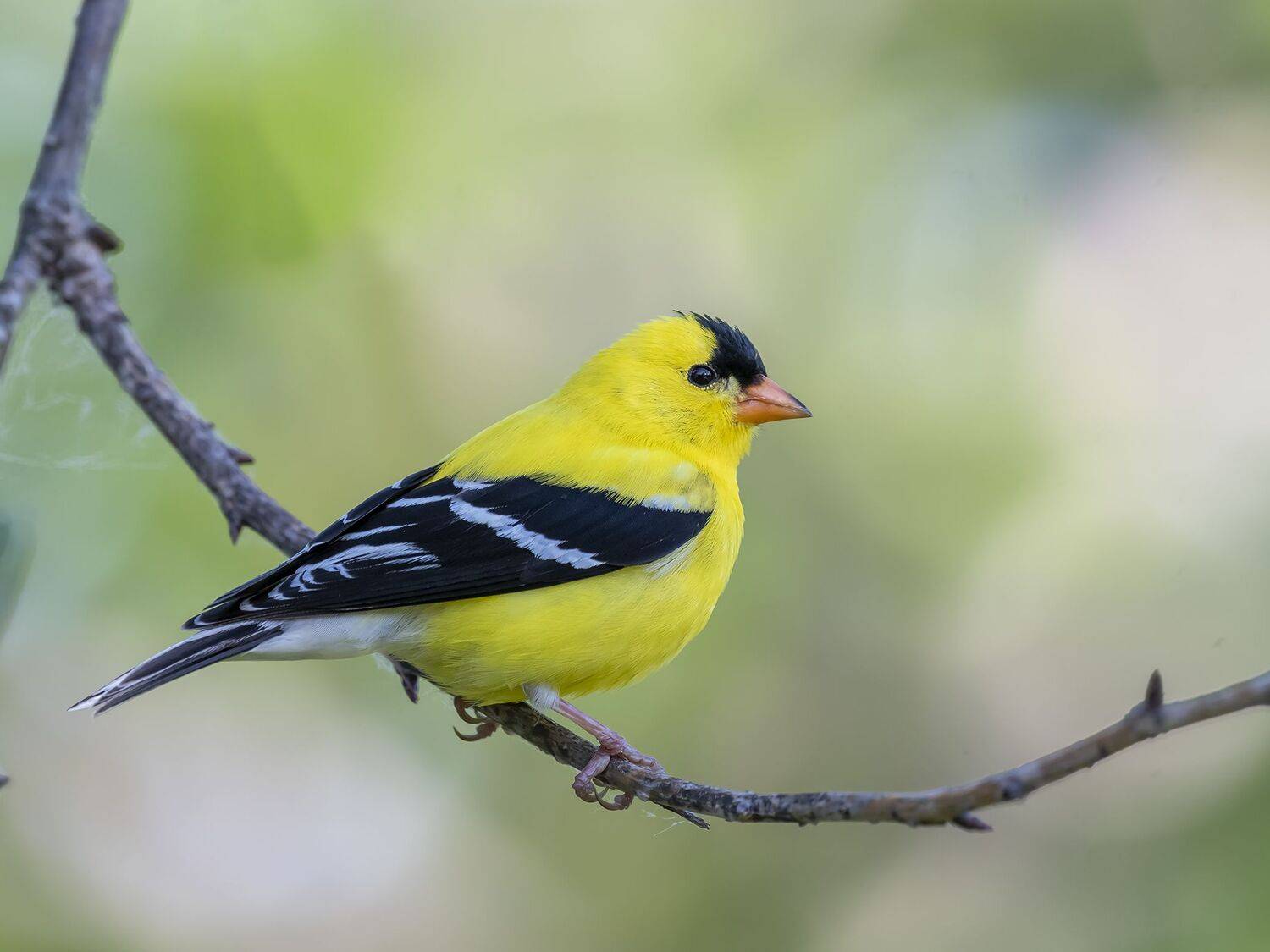 , Fernando Burgalin Sequeira