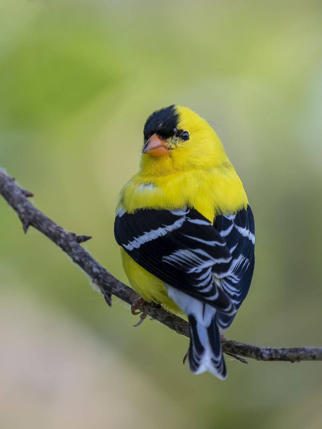 , Fernando Burgalin Sequeira