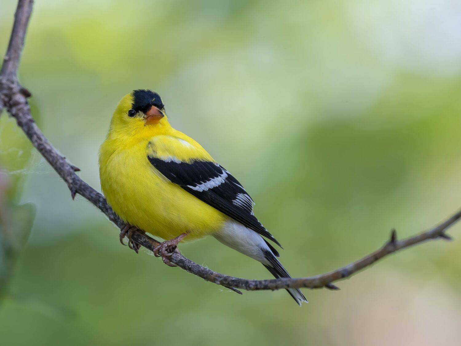 , Fernando Burgalin Sequeira