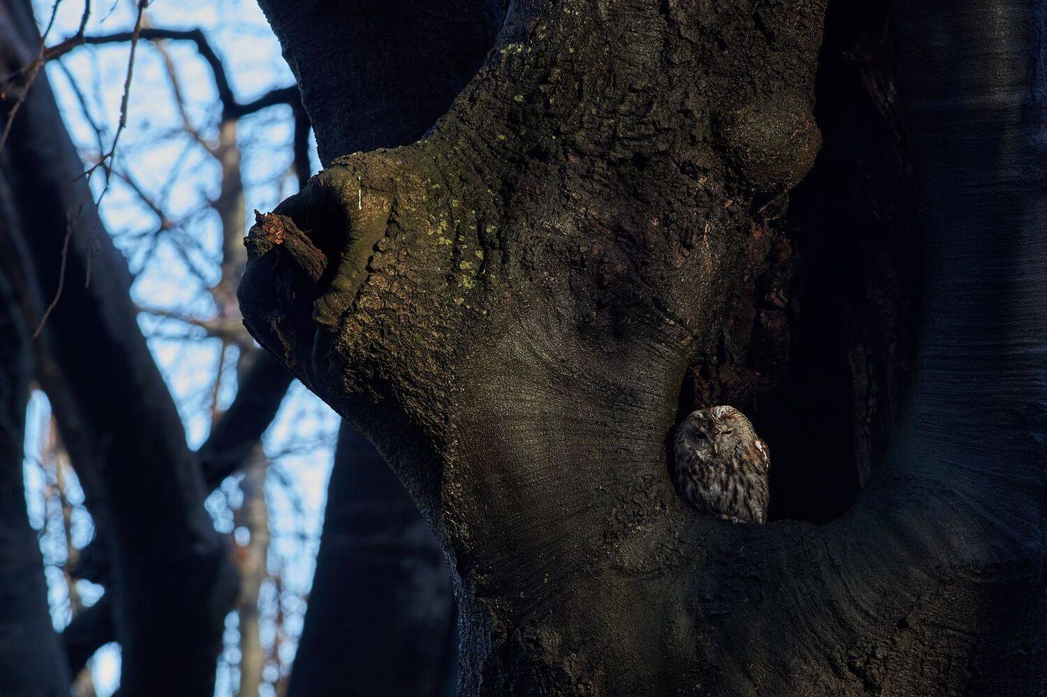 nature, wildlife, birds, owls, Калин Ботев