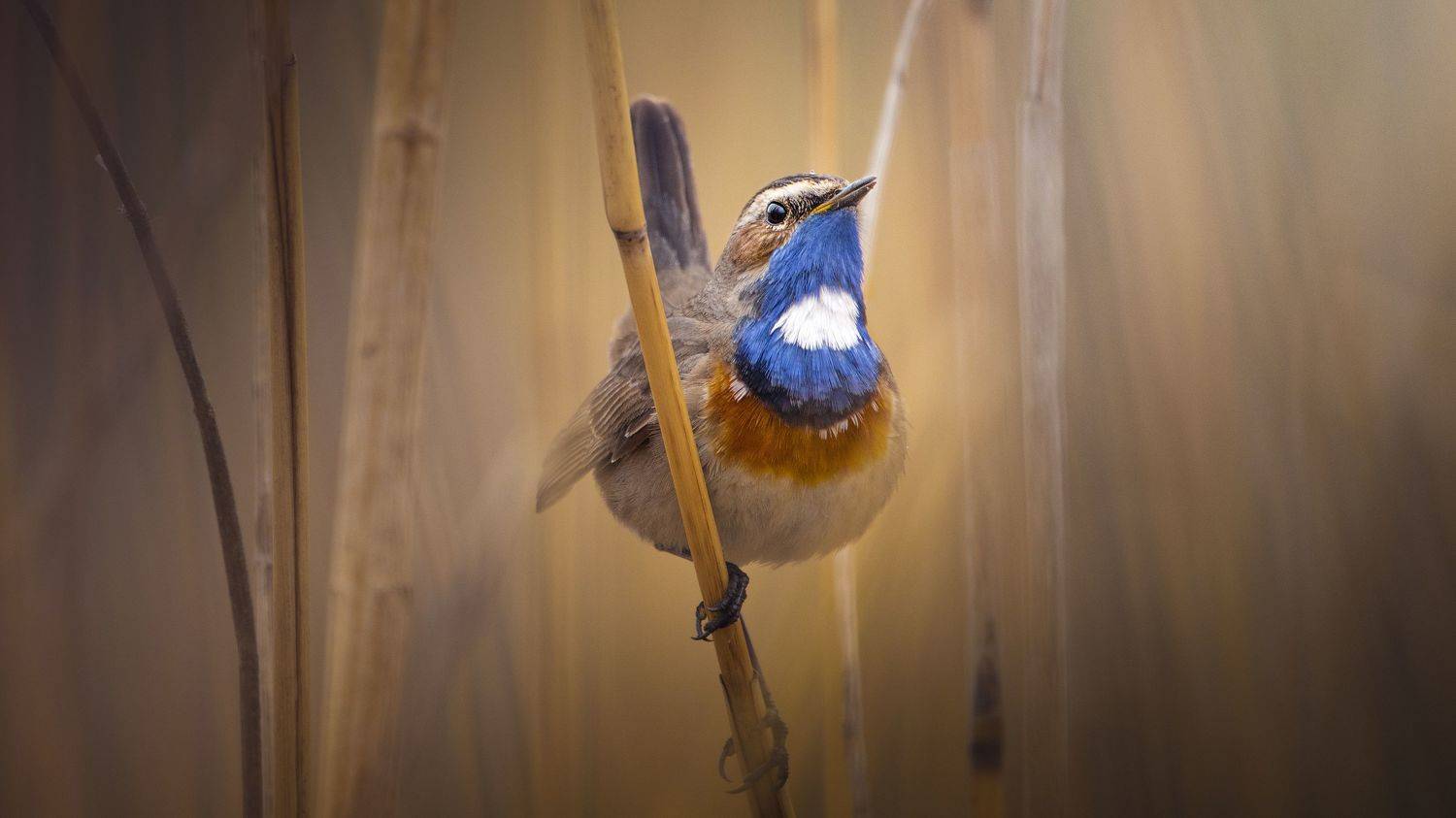 , Михайло Павленко