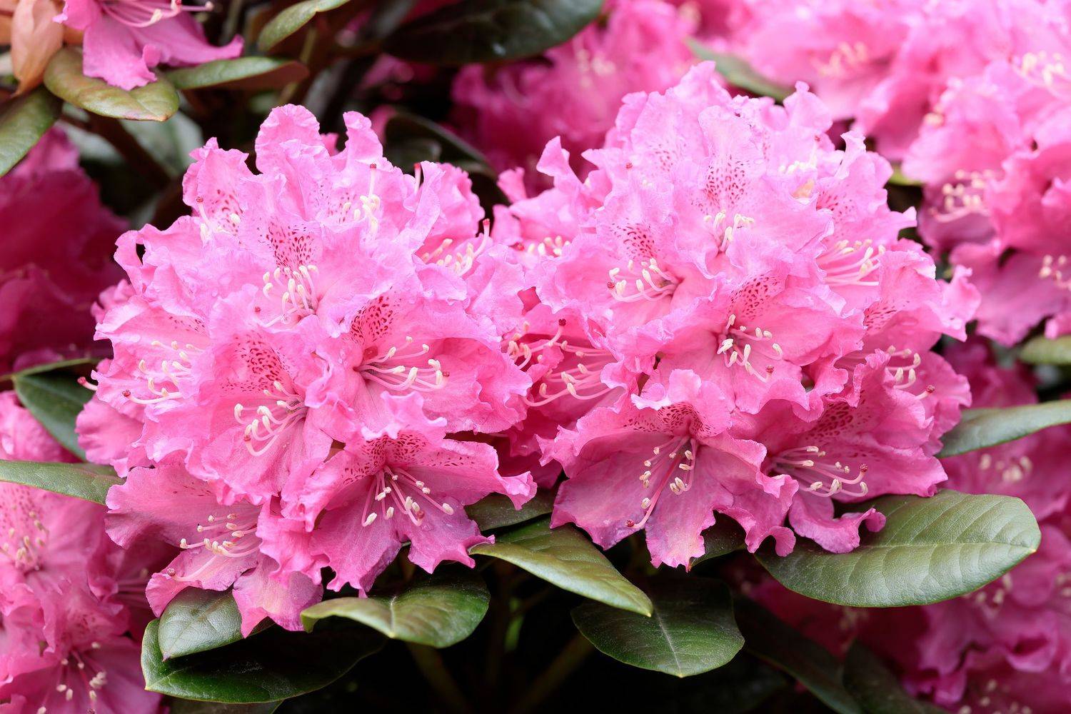 рододендрон, природа, цветы, Алексей Попов