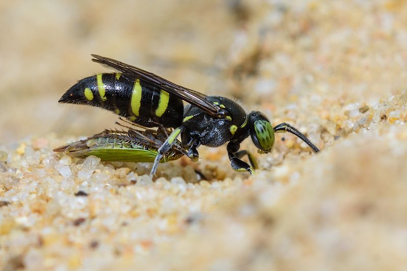 macro, insect, wildlife, small, nature, wild Hunting фото превью