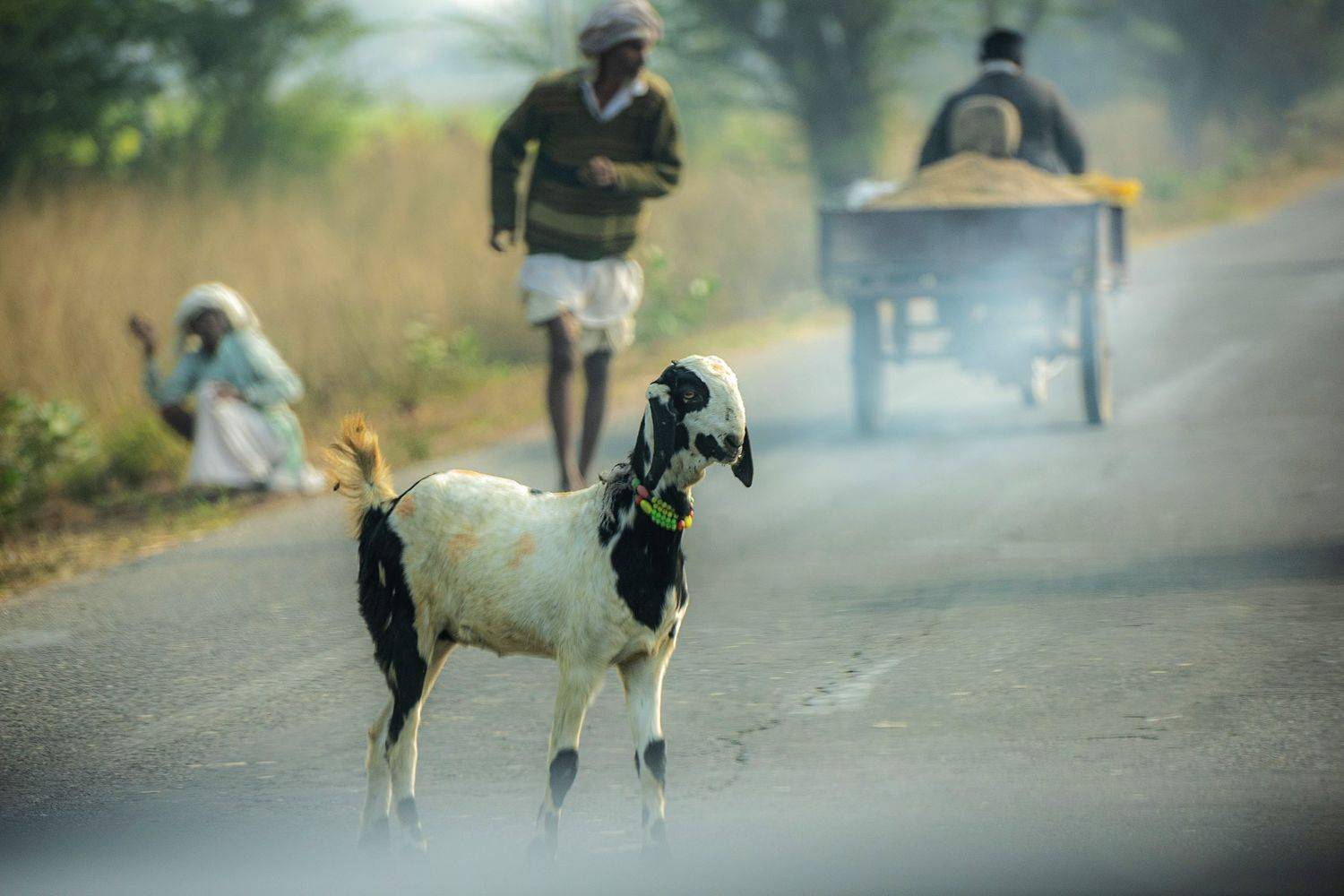 индия, козы, дорога, Владимир Штыриков