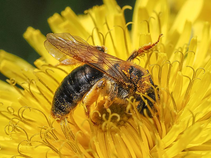 пчела на одуванчике фото превью