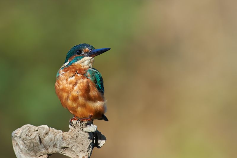 nature, wildlife, birds *** фото превью