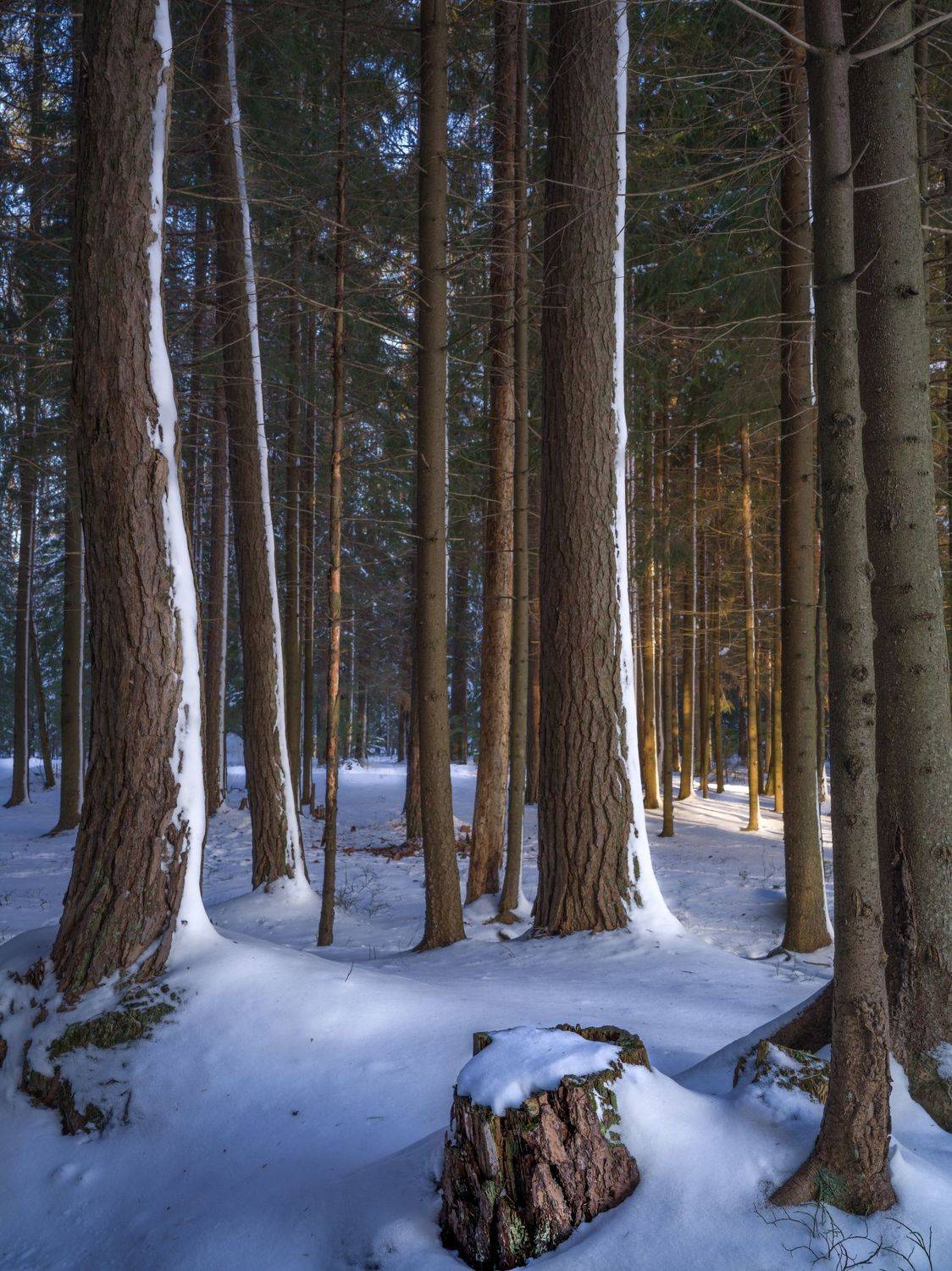 сосны, зима, Alexander