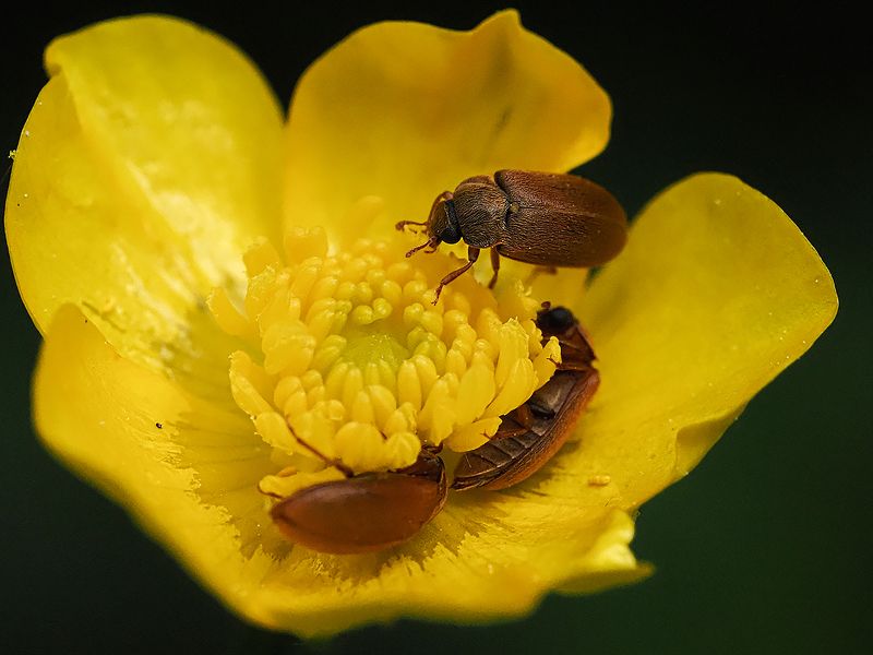 веселая компания фото превью