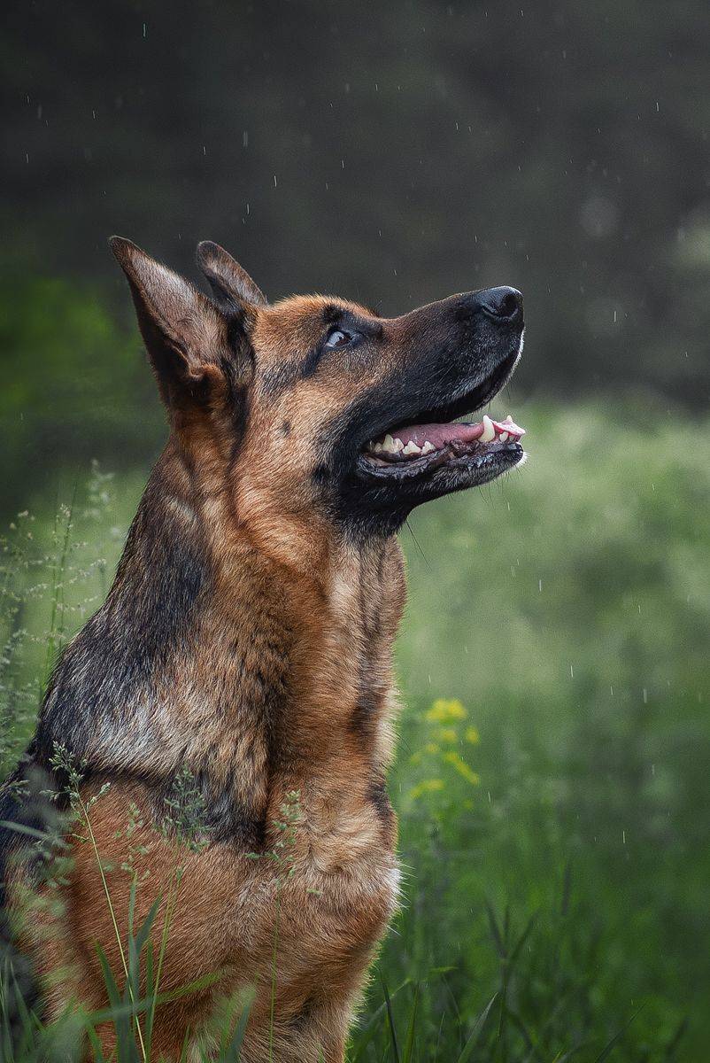 собака, животное, dog, взгляд, немецкая овчарка, овчарка, Евгений Крутиков