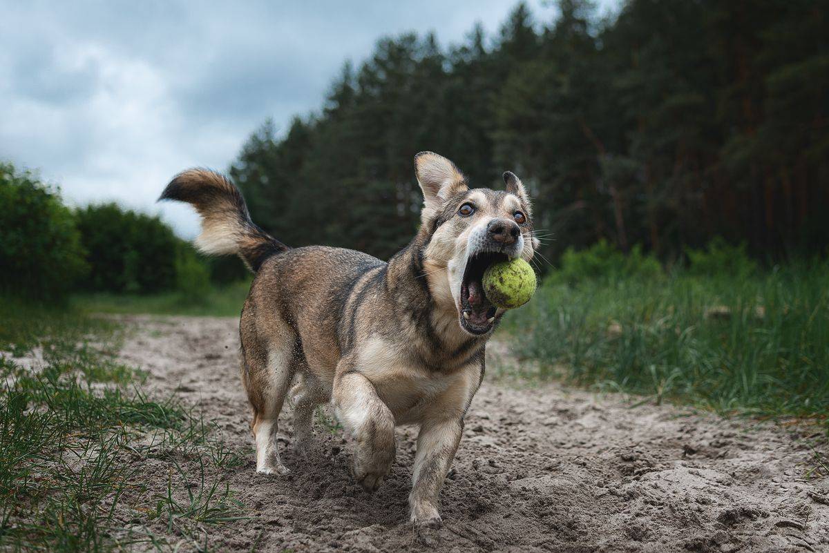 собака, животное, dog,, Евгений Крутиков