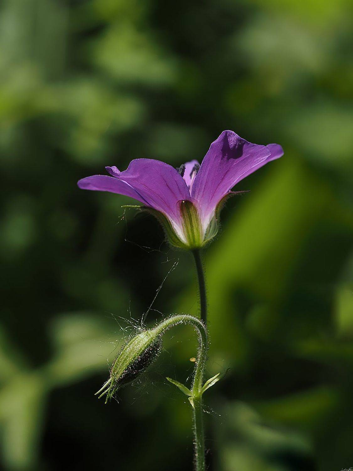 , Сергей Духанин