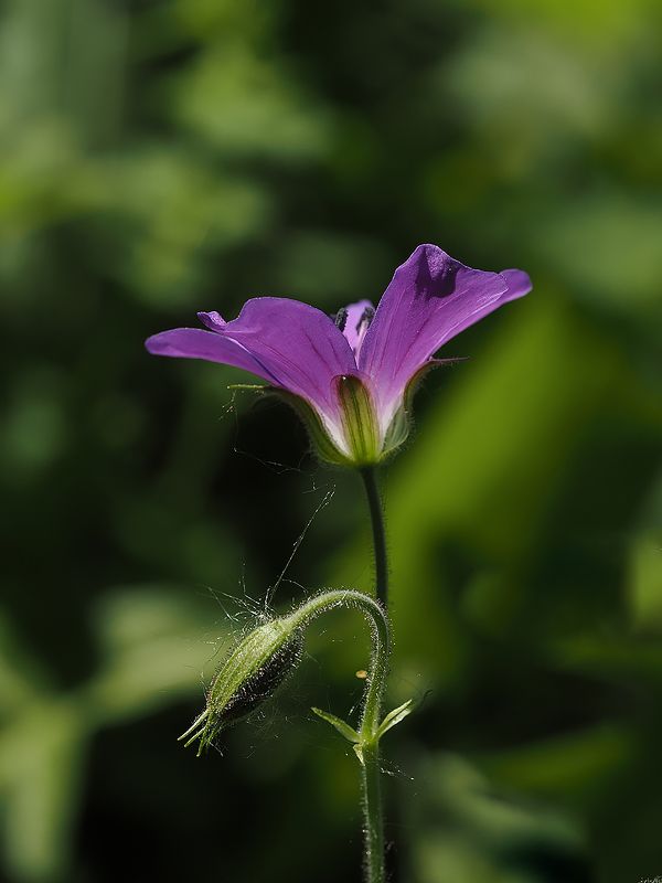 герань лесная фото превью