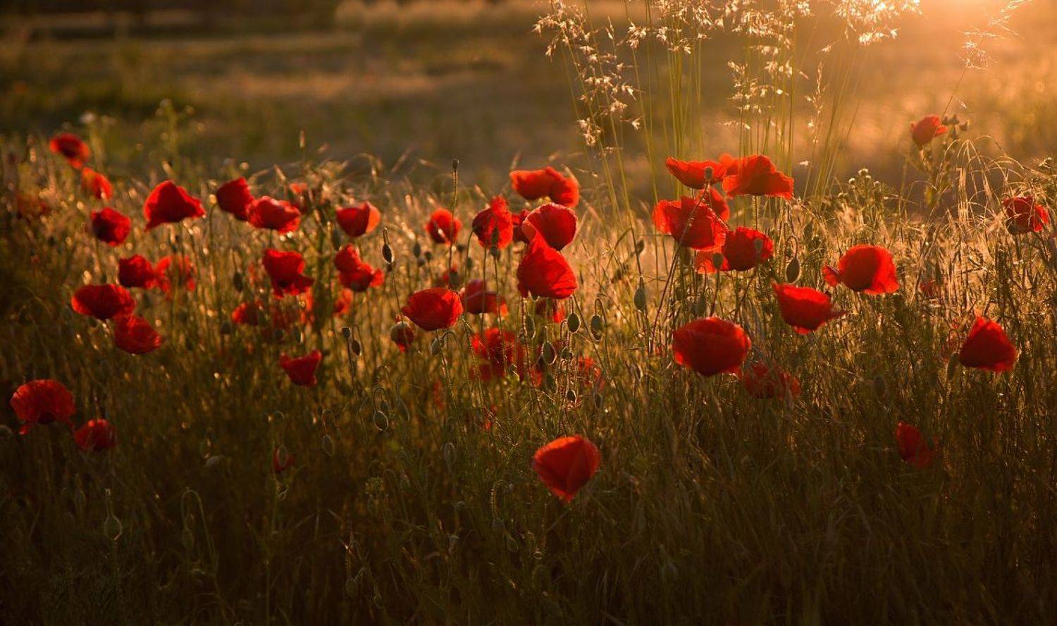 , Franti&scaron;ek Uhler