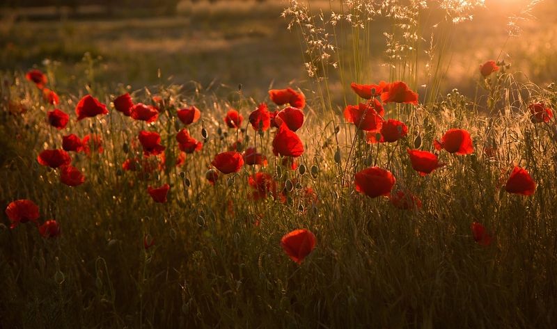 Golden hour фото превью