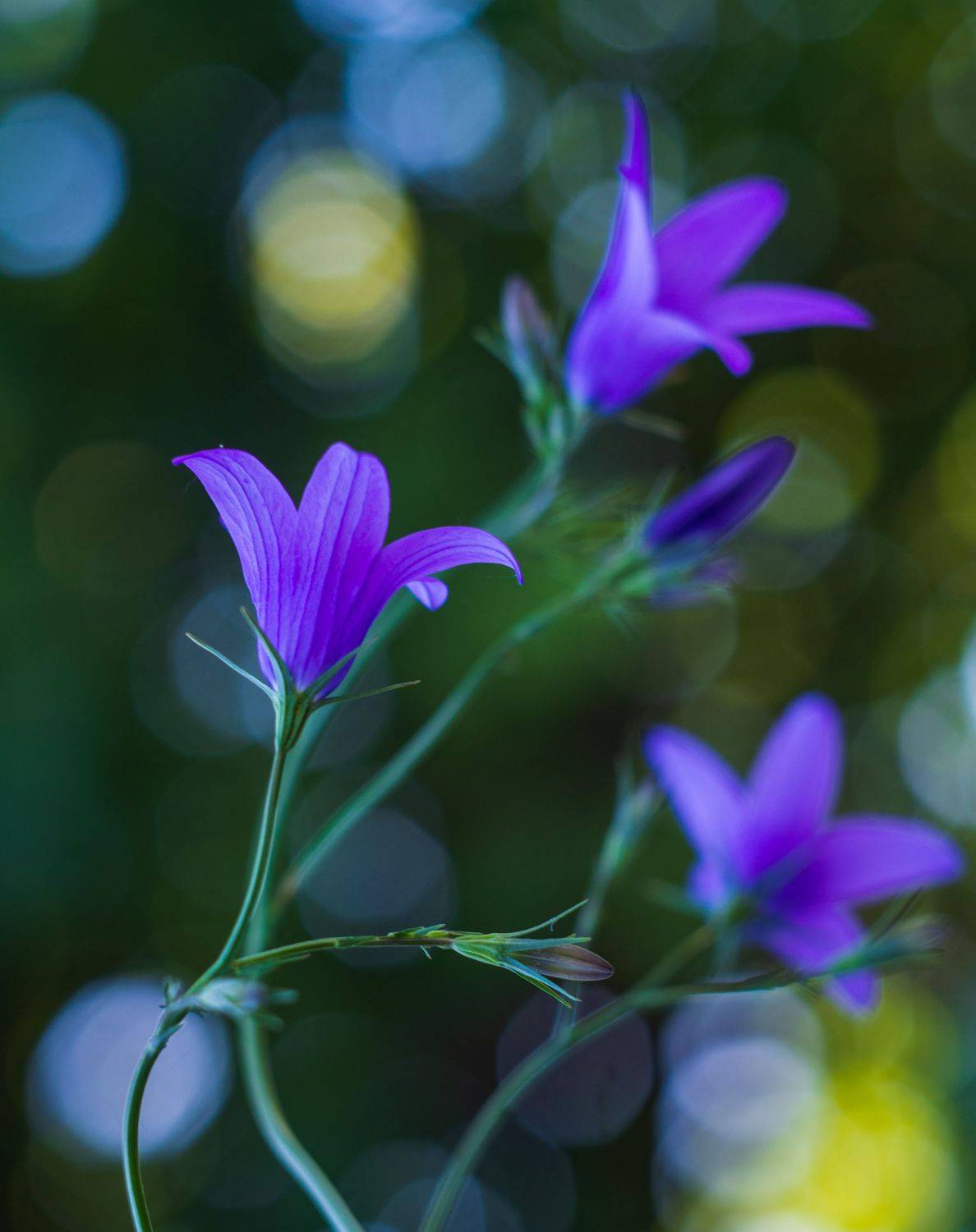 , Лариса Лофицкая