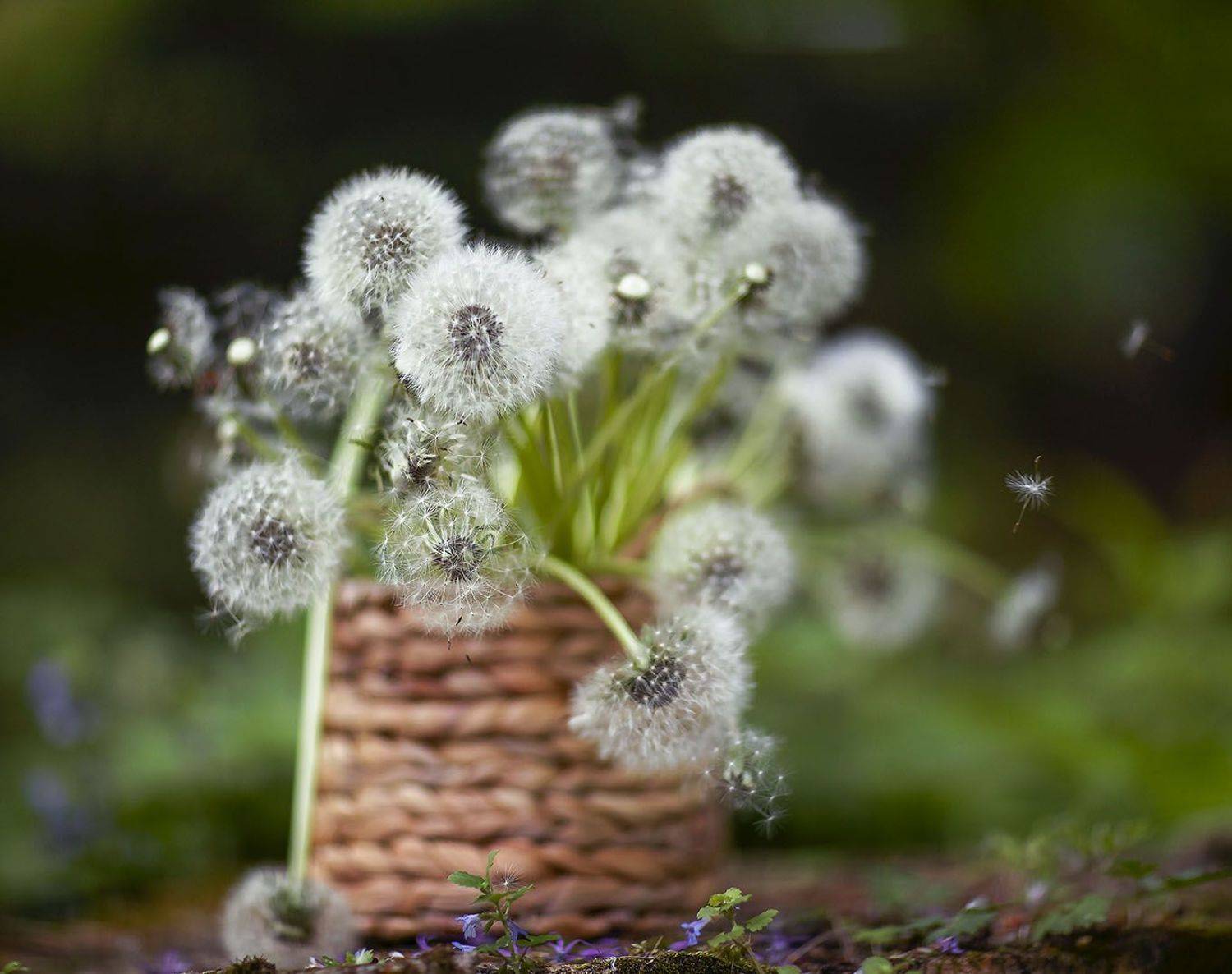одуванчики,парашютики,лето,красота, природа, flower, dandelions, summer,flying, stilllife, nature, Юлия Стукалова